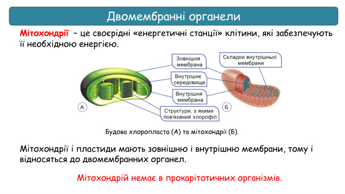 Двомембранні органели. Мітохондрії – це своєрідні «енергетичні станції» клітини, які забезпечують її необхідною енергією. Будова хлоропласта (А) та мітохондрії (Б). Мітохондрій немає в прокарітотичних організмів. Мітохондрії і пластиди мають зовнішню і внутрішню мембрани, тому і відносяться до двомембранних органел.