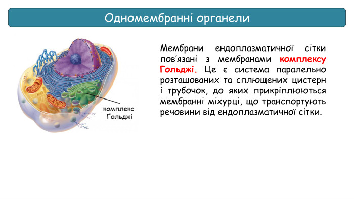 Одномембранні органеликомплекс ҐольджіМембрани ендоплазматичної сітки пов’язані з мембранами комплексу Гольджі. Це є система паралельно розташованих та сплющених цистерн і трубочок, до яких прикріплюються мембранні міхурці, що транспортують речовини від ендоплазматичної сітки.