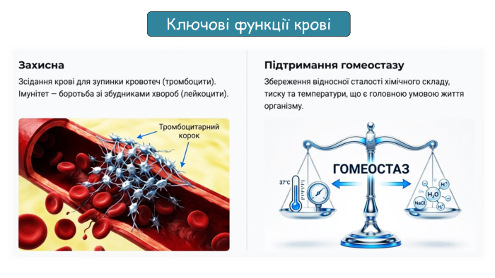Ключові функції крові 