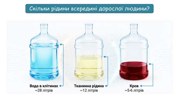 Скільки рідини всередині дорослої людини? 