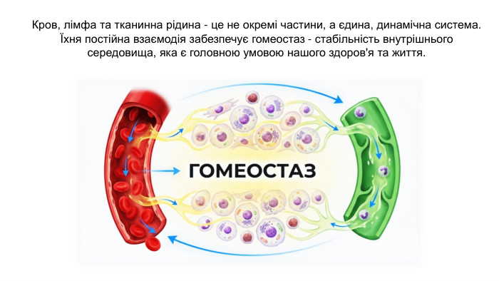 Кров, лімфа та тканинна рідина - це не окремі частини, а єдина, динамічна система. Їхня постійна взаємодія забезпечує гомеостаз - стабільність внутрішнього середовища, яка є головною умовою нашого здоров'я та життя. 