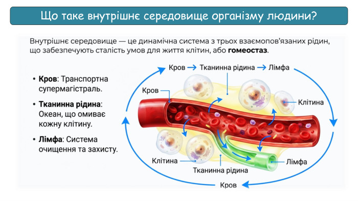 Що таке внутрішнє середовище організму людини?