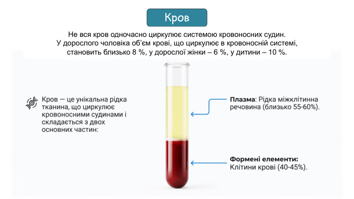 Кров. Не вся кров одночасно циркулює системою кровоносних судин. У дорослого чоловіка об’єм крові, що циркулює в кровонос­ній системі, становить близько 8 %, у дорослої жінки – 6 %, у дитини – 10 %.
