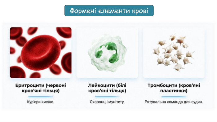 Формені елементи крові 