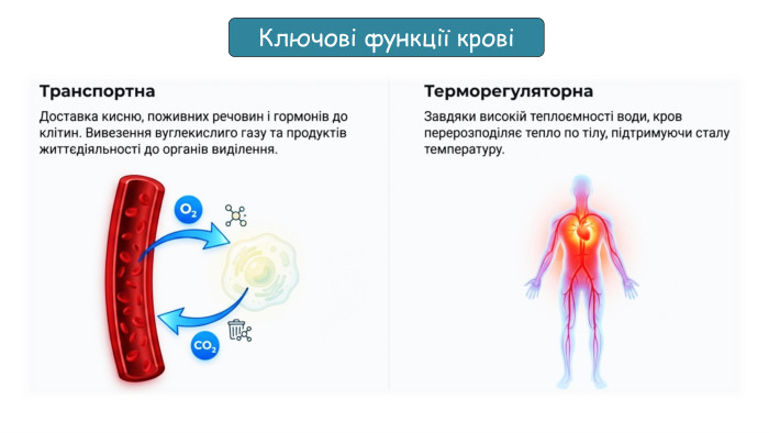 Ключові функції крові 