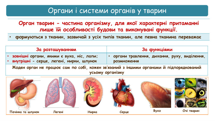 Органи і системи органів у тваринкол{5 FD0 F851-EC5 A-4 D38-B0 AD-8093 EC10 F338}Орган тварин - частина організму, для якої характерні притаманнілише їй особливості будови та виконувані функції.формуються з тканин, зазвичай з усіх типів тканин, але певна тканина переважає{BDBED569-4797-4 DF1-A0 F4-6 AAB3 CD982 D8}За розташуванням. За функціямизовнішні органи, якими є вуха, ніс, лапи;внутрішні - серце, легені, нирки, шлунокоргани травлення, дихання, руху, виділення, розмноження. Жоден орган не працює сам по собі, кожен зв’язаний з іншими органами й підпорядкований усьому організму. Печінка та шлунок. Легені Нирка. Серце Вухо{E8 B1032 C-EA38-4 F05-BA0 D-38 AFFFC7 BED3}Очі тварин