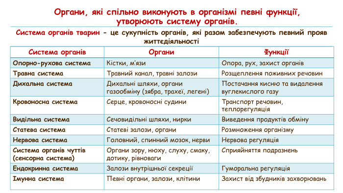 Органи, які спільно виконують в організмі певні функції, утворюють систему органів.кол{5 FD0 F851-EC5 A-4 D38-B0 AD-8093 EC10 F338}Система органів тварин - це сукупність органів, які разом забезпечують певний прояв життєдіяльності{BDBED569-4797-4 DF1-A0 F4-6 AAB3 CD982 D8}Система органів. Органи Функції Опорно-рухова система. Кістки, м’язи. Опора, рух, захист органів. Травна система. Травний канал, травні залози. Розщеплення поживних речовин. Дихальна система. Дихальні шляхи, органи газообміну (зябра, трахеї, легені)Постачання кисню та видалення вуглекислого газу. Кровоносна система. Серце, кровоносні судини. Транспорт речовин, теплорегуляція. Видільна система. Сечовидільні шляхи, нирки. Виведення продуктів обміну. Статева система. Статеві залози, органи. Розмноження організму. Нервова система. Головний, спинний мозок, нерви. Нервова регуляція. Система органів чуттів(сенсорна система)Органи зору, нюху, слуху, смаку, дотику, рівноваги. Сприяйняття подразнень. Ендокринна система. Залози внутрішньої секреціїГуморальна регуляціяІмунна система Певні органи, залози, клітини. Захист від збудників захворювань