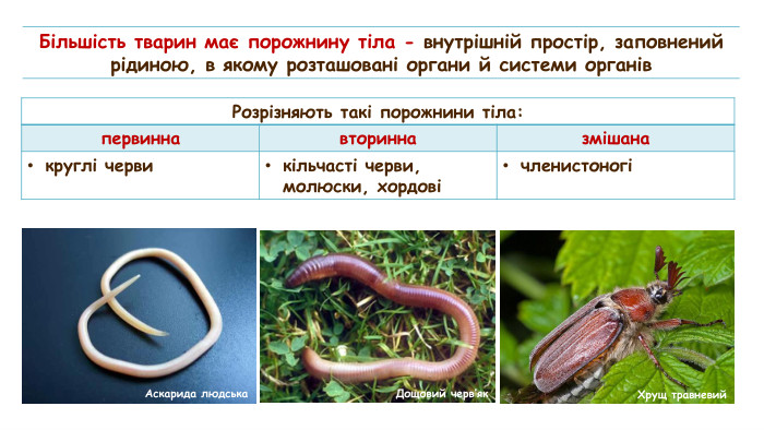 кол{5 FD0 F851-EC5 A-4 D38-B0 AD-8093 EC10 F338}Більшість тварин має порожнину тіла - внутрішній простір, заповнений рідиною, в якому розташовані органи й системи органів{BDBED569-4797-4 DF1-A0 F4-6 AAB3 CD982 D8}Розрізняють такі порожнини тіла:первиннавторинназмішанакруглі червикільчасті черви, молюски, хордовічленистоногіАскарида людська. Дощовий черв’як. Хрущ травневий