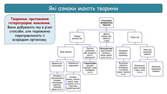 Які ознаки мають тварини. Тваринам притаманне гетеротрофне живлення. Вони добувають їжу в різні способи, але переважно перетравлюють її всередині організму.
