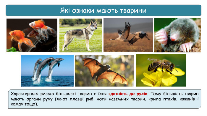 Які ознаки мають тварини. Характерною рисою більшості тварин є їхня здатність до рухів. Тому більшість тварин мають органи руху (як-от плавці риб, ноги наземних тварин, крила птахів, кажанів і комах тощо).