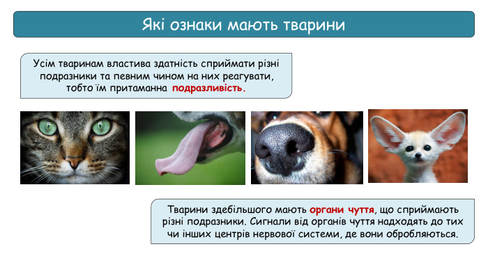 Які ознаки мають тварини. Тварини здебільшого мають органи чуття, що сприймають різні подразники. Сигнали від органів чуття надходять до тих чи інших центрів нервової системи, де вони обробляються. Усім тваринам властива здатність сприймати різні подразники та певним чином на них реагувати, тобто їм притаманна подразливість. 