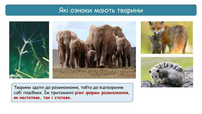 Тварини здатні до розмноження, тобто до відтворення собі подібних. Їм притаманні різні форми розмноження, як нестатеве, так і статеве. Які ознаки мають тварини