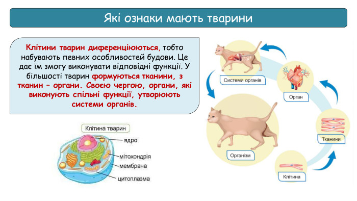 Які ознаки мають тварини. Клітини тварин диференціюються, тобто набувають певних особливостей будови. Це дає їм змогу виконувати відповідні функції. У більшості тварин формуються тканини, з тканин – органи. Своєю чергою, органи, які виконують спільні функції, утворюють системи органів.