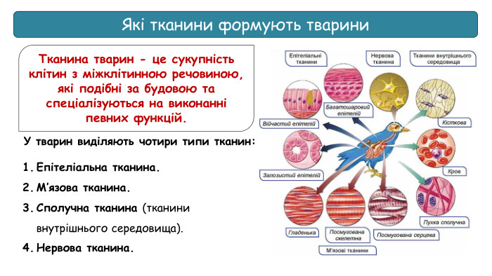 Які тканини формують тварини. Тканина тварин - це сукупність клітин з міжклітинною речовиною, які подібні за будовою та спеціалізуються на виконанні певних функцій. У тварин виділяють чотири типи тканин: Епітеліальна тканина. М’язова тканина. Сполучна тканина (тканини внутрішнього середовища). Нервова тканина.