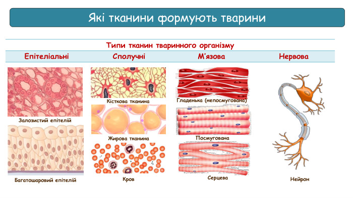 кол{5 FD0 F851-EC5 A-4 D38-B0 AD-8093 EC10 F338}Типи тканин тваринного організму. Епітеліальні СполучніМ’язова. Нервова. Залозистий епітелій. Багатошаровий епітелій. Кісткова тканина. Кров. Жирова тканина. Нейрон Гладенька (непосмугована)Посмугована. Серцева. Які тканини формують тварини