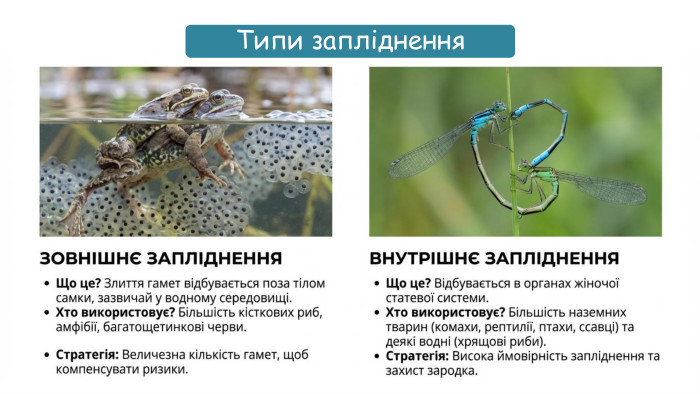 Типи запліднення