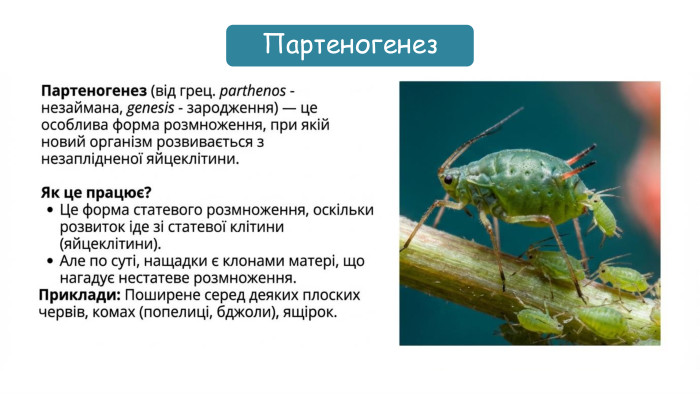 Партеногенез