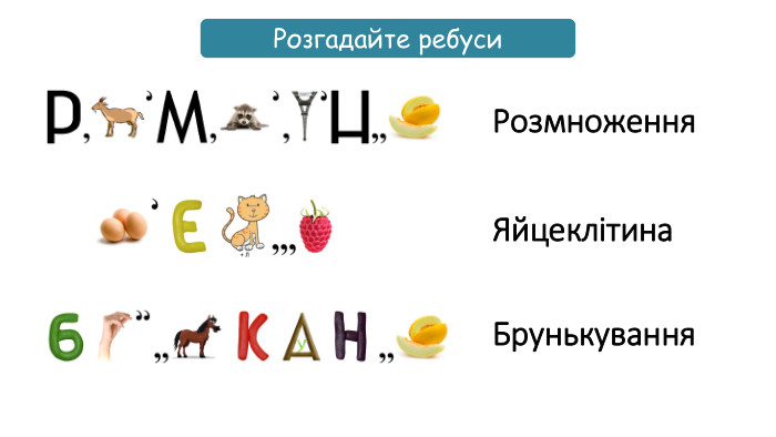 Розгадайте ребуси. Розмноження. Яйцеклітина. Брунькування