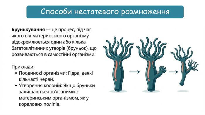 Способи нестатевого розмноження
