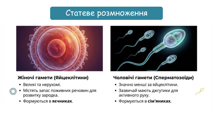 Статеве розмноження
