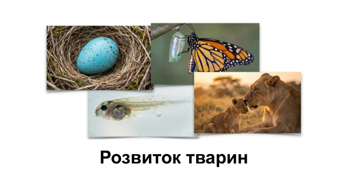 Розвиток тварин