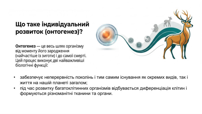 забезпечує неперервність поколінь і тим самим існування як окремих видів, так і життя на нашій планеті загалом;під час розвитку багатоклітинних організмів відбувається диференціація клітин і формуються різноманітні тканини та органи.