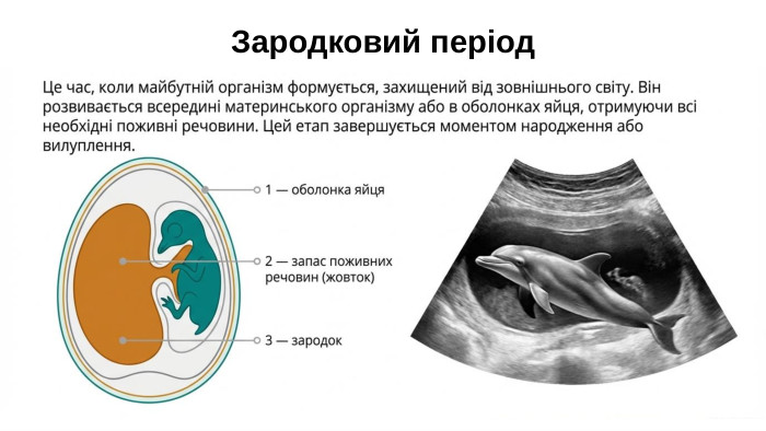 Зародковий період