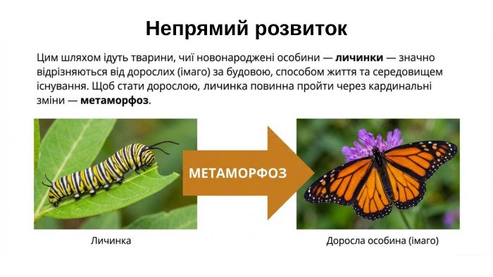 Непрямий розвиток