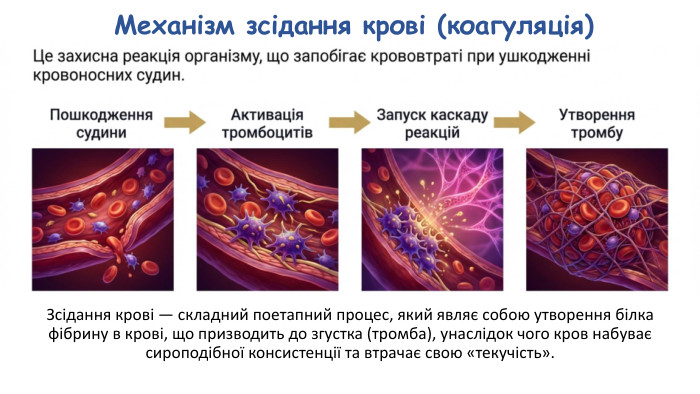 Зсідання крові — складний поетапний процес, який являє собою утворення білка фібрину в крові, що призводить до згустка (тромба), унаслідок чого кров набуває сироподібної консистенції та втрачає свою «текучість». Механізм зсідання крові (коагуляція)
