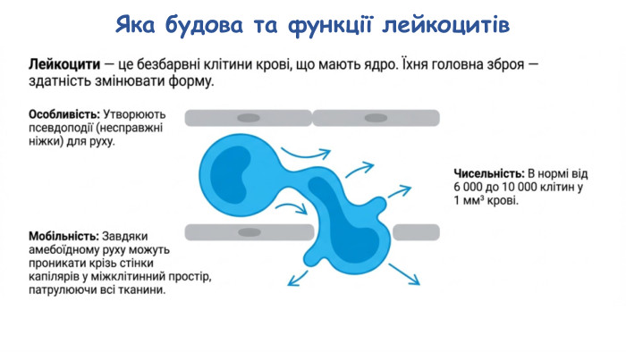 Яка будова та функції лейкоцитів