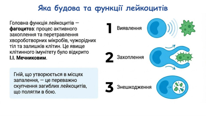 Яка будова та функції лейкоцитів
