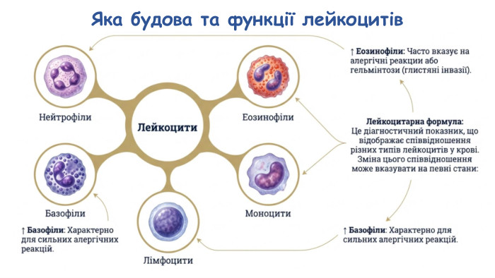 Яка будова та функції лейкоцитів