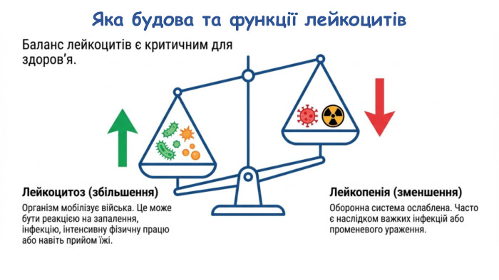 Яка будова та функції лейкоцитів