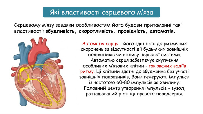 Які властивості серцевого м’яза. Серцевому м’язу завдяки особливостям його будови притаманні такі властивості: збудливість, скоротливість, провідність, автоматія. Автоматія серця - його здатність до ритмічних скорочень за відсутності дії будь-яких зовнішніх подразників чи впливу нервової системи. Автоматію серця забезпечує скупчення особливих м’язових клітин - так званих водіїв ритму. Ці клітини здатні до збудження без участі зовнішніх подразників. Вони генерують імпульси із частотою 60-80 імпульсів за хвилину. Головний центр утворення імпульсів - вузол, розташований у стінці правого передсердя.