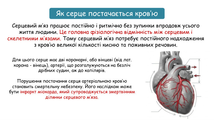 Як серце постачається кров’ю. Серцевий м’яз працює постійно і ритмічно без зупинки впродовж усього життя людини. Це головна фізіологічна відмінність між серцевим і скелетними м’язами. Тому серцевий м’яз потребує постійного надходження з кров’ю великої кількості кисню та поживних речовин. Для цього серце має дві коронарні, або вінцеві (від лат. корона - вінець), артерії, що розгалужуються на безліч дрібних судин, аж до капілярів. Порушення постачання серця артеріальною кров’ю становить смертельну небезпеку. Його наслідком може бути інфаркт міокарда, який супроводжується змертвінням ділянки серцевого м’яза.