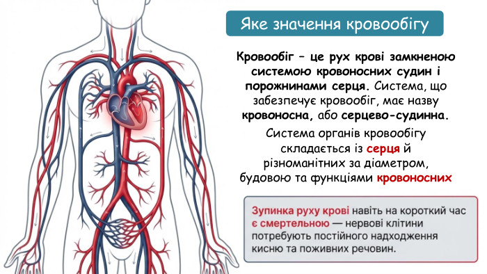 Кровообіг – це рух крові замкненою системою кровоносних судин і порожнинами серця. Система, що забезпечує кровообіг, має назву кровоносна, або серцево-судинна. Система органів кровообігу складається із серця й різноманітних за діаметром, будовою та функціями кровоносних судин. Яке значення кровообігу