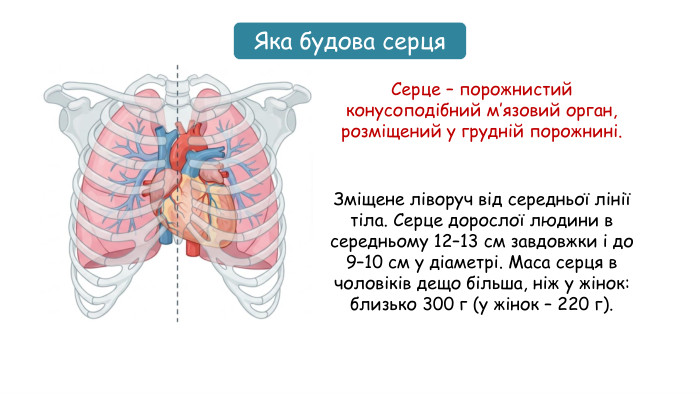 Серце – порожнистий конусоподібний м’язовий орган, розміщений у грудній порожнині. Зміщене ліворуч від середньої лінії тіла. Серце дорослої людини в середньому 12–13 см завдовжки і до 9–10 см у діаметрі. Маса серця в чоловіків дещо більша, ніж у жінок: близько 300 г (у жінок – 220 г). Яка будова серця
