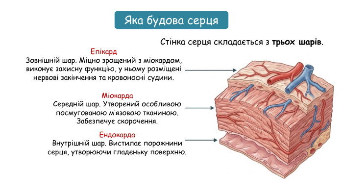 Яка будова серця. Стінка серця складається з трьох шарів. Епікард. Зовнішній шар. Міцно зрощений з міокардом, виконує захисну функцію, у ньому розміщені нервові закінчення та кровоносні судини. Міокарда. Середній шар. Утворений особливою посмугованою м’язовою тканиною. Забезпечує скорочення. Ендокарда. Внутрішній шар. Вистилає порожнини серця, утворюючи гладеньку поверхню. 