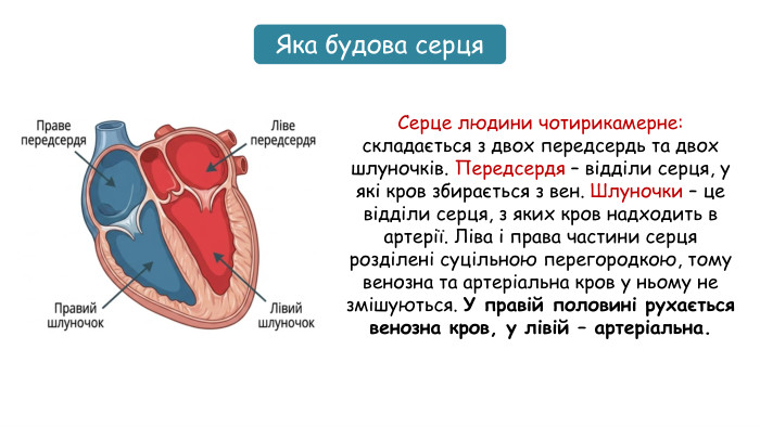 Яка будова серця. Серце людини чотирикамерне: складається з двох передсердь та двох шлуночків. Передсердя – відділи серця, у які кров збирається з вен. Шлуночки – це відділи серця, з яких кров надходить в артерії. Ліва і права частини серця розділені суцільною перегородкою, тому венозна та артеріальна кров у ньому не змішуються. У правій половині рухається венозна кров, у лівій – артеріальна.
