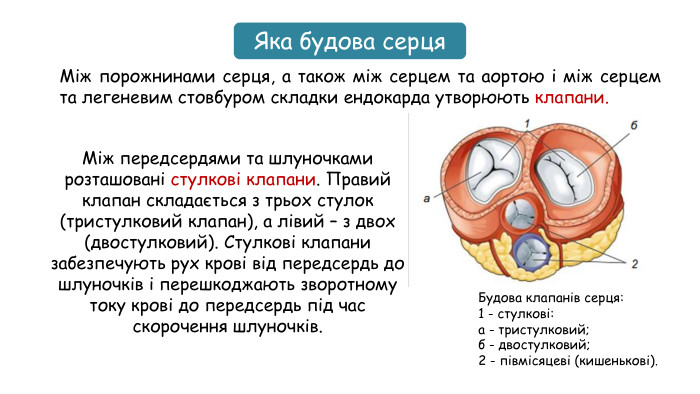 Яка будова серця. Між порожнинами серця, а також між серцем та аортою і між серцем та легеневим стовбуром складки ендокарда утворюють клапани. Між передсердями та шлуночками розташовані стулкові клапани. Правий клапан складається з трьох стулок (тристулковий клапан), а лівий – з двох (двостулковий). Стулкові клапани забезпечують рух крові від передсердь до шлуночків і перешкоджають зворотному току крові до передсердь під час скорочення шлуночків. Будова клапанів серця: 1 - стулкові: а - тристулковий; б - двостулковий; 2 - півмісяцеві (кишенькові). 