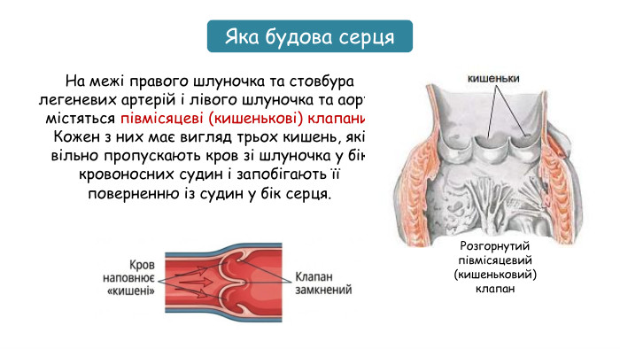 На межі правого шлуночка та стовбура легеневих артерій і лівого шлуночка та аорти містяться півмісяцеві (кишенькові) клапани. Кожен з них має вигляд трьох кишень, які вільно пропускають кров зі шлуночка у бік кровоносних судин і запобігають її поверненню із судин у бік серця. Яка будова серця. Розгорнутий півмісяцевий (кишеньковий) клапан