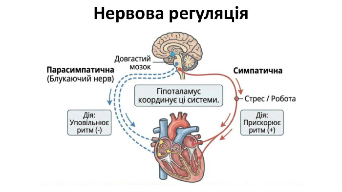 Нервова регуляція