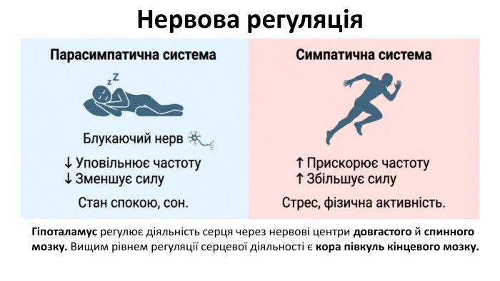 Нервова регуляція. Гіпоталамус регулює діяльність серця через нервові центри довгастого й спинного мозку. Вищим рівнем регуляції серцевої діяльності є кора півкуль кінцевого мозку.