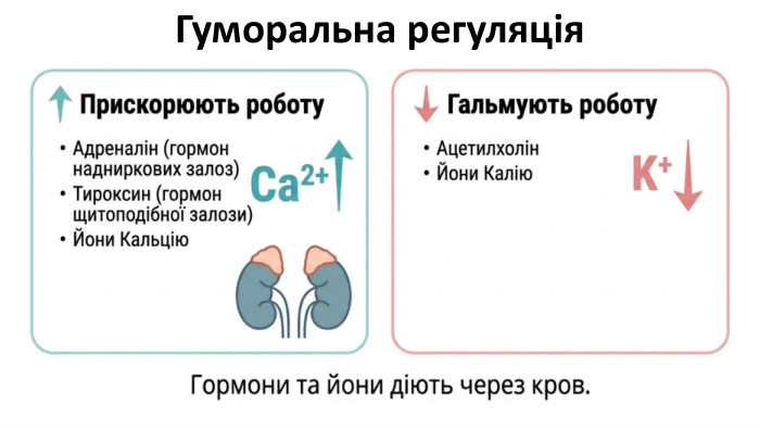 Гуморальна регуляція