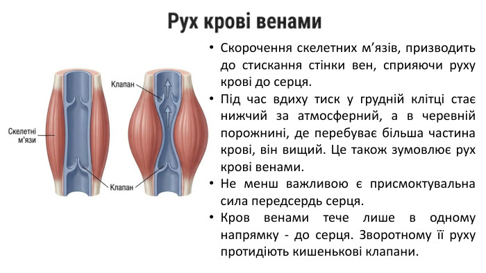 Скорочення скелетних м’язів, призводить до стискання стінки вен, сприяючи руху крові до серця. Під час вдиху тиск у грудній клітці стає нижчий за атмосферний, а в черевній порожнині, де перебуває більша частина крові, він вищий. Це також зумовлює рух крові венами. Не менш важливою є присмоктувальна сила передсердь серця. Кров венами тече лише в одному напрямку - до серця. Зворотному її руху протидіють кишенькові клапани.