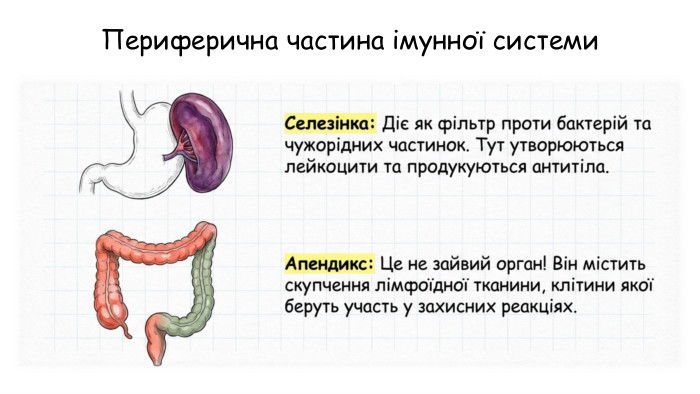 Периферична частина імунної системи