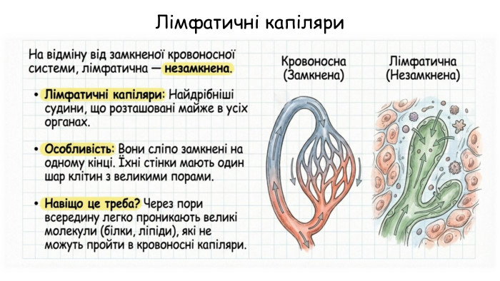 Лімфатичні капіляри