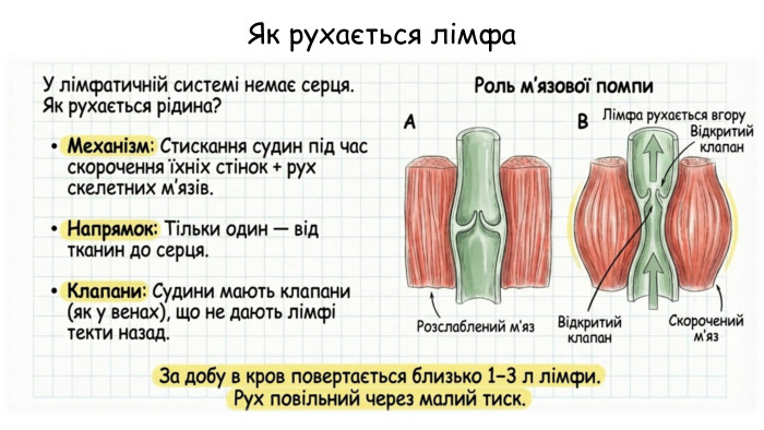 Як рухається лімфа