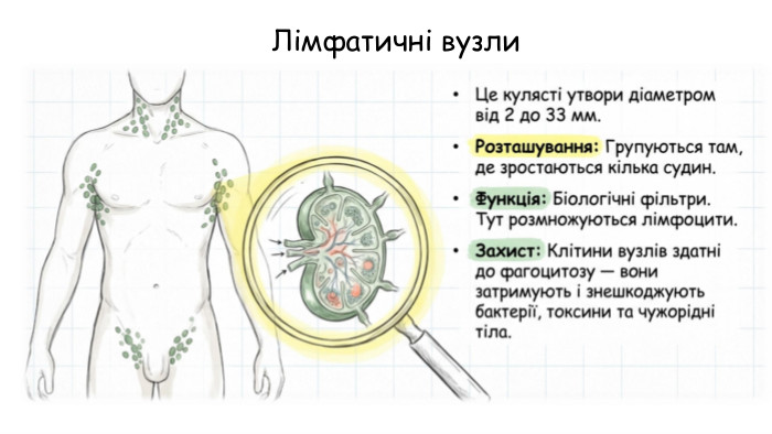 Лімфатичні вузли
