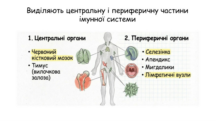 Виділяють центральну і периферичну частини імунної системи
